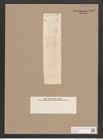 Navicula sp. (de-Toni-Nr.: Genus 1) Zeichnungen Sammlung Grunow Nr. 1612 (NHMW-BOT-W0368165)